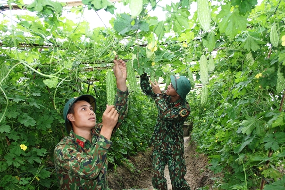 Chiến sĩ Hoàng Minh Hiếu đang chăm sóc dàn cây mướp đắng.